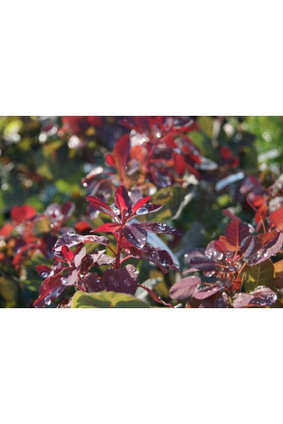 Догляд за скумпією Magical Torch